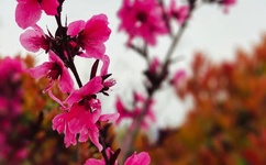 女人阴性部照片百度知